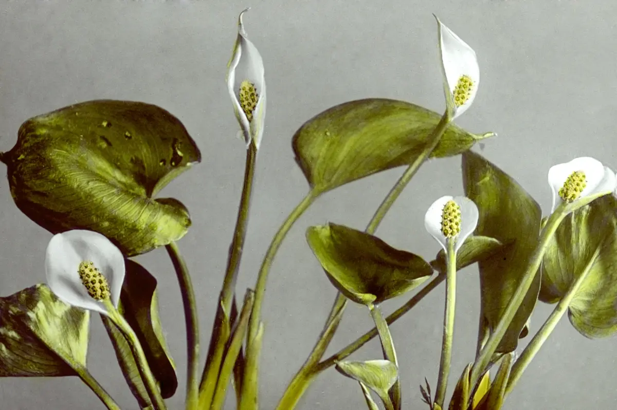 About Us Close up photo of white flowers on a grey background